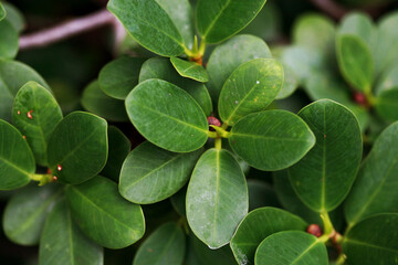 Leaves Tropical forest trees texture background wallpaper