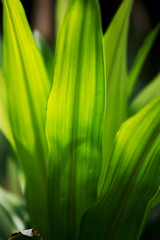 Obraz premium Leaves Tropical forest trees texture background wallpaper