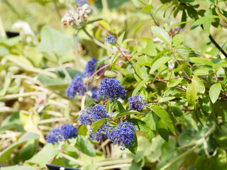Ceanothus delilianus | Céanothe Delile 'Henri Desfossé' aux rameaux roussâtres garnis en cime de panicules de petites fleurs bleu violet ou bleu indigo, au feuillage oval et dentelé vert fanc