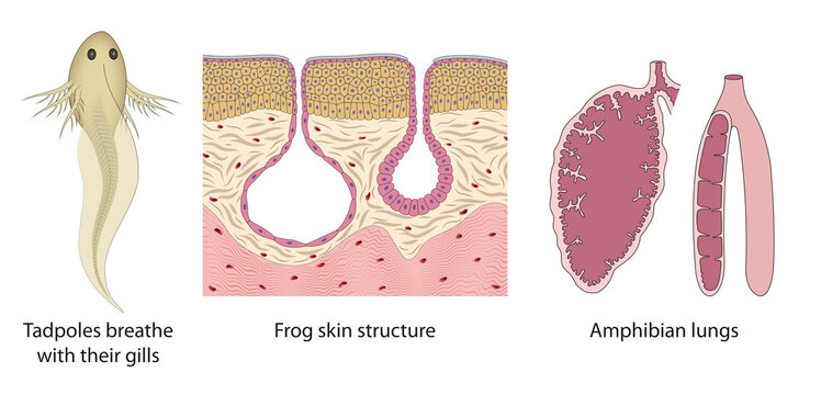 The respiratory system change from tadpoles to adult frogs. Amphibian lungs, Frog skin structure, Tadpoles gills