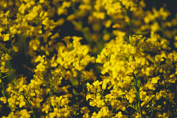 yellow flowers in spring