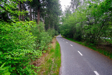 Bicycle path in forest, green trees. Dutch people often use their bike as a daily mode of transport.