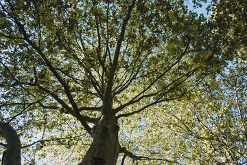 View into the branches of a deciduous tree