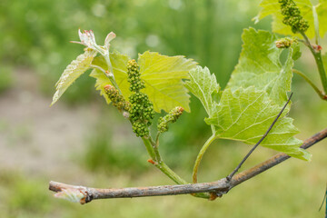Unripe, young wine grapes in vineyard in early summer.