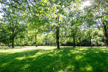Fototapeta na wymiar Sunny meadows with deciduous trees