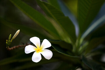 Obraz premium Plumeria flowers on the tree , close up