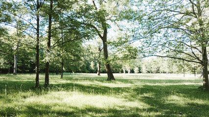 Sunny meadows with deciduous trees