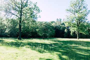 Sunny meadows with deciduous trees