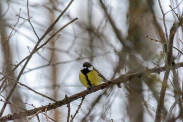Forest birds live near the feeders in winter