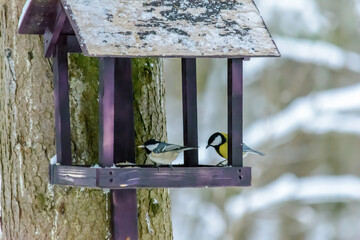 Forest birds live near the feeders in winter