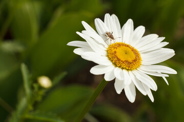 Bud of chamomile with blurred natural background
