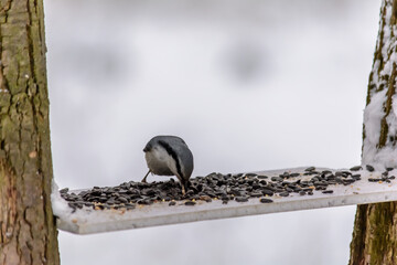 Forest birds live near the feeders in winter
