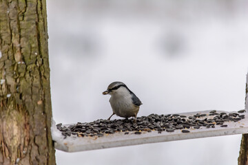 Forest birds live near the feeders in winter
