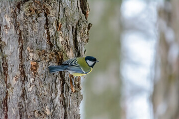 Forest birds live near the feeders in winter