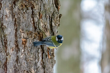 Forest birds live near the feeders in winter