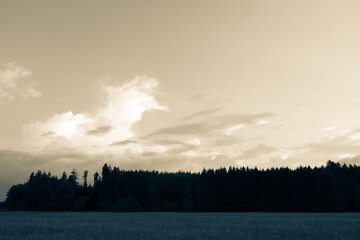 View of a blossoming field shortly before sunset