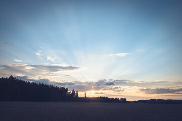 View of a blossoming field shortly before sunset
