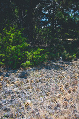 Obraz na płótnie Canvas cones fallen on forest floor