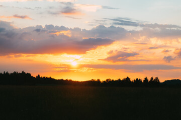 View of a blossoming field shortly before sunset