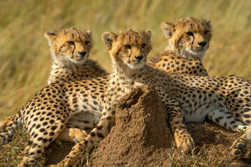 Close-up of three cheetah cubs on mound © Nick Dale
