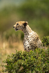 Female cheetah sits behind bush facing left