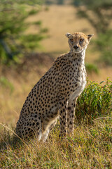 Female cheetah sits near trees in grass