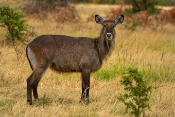 Female defassa waterbuck stands staring at camera