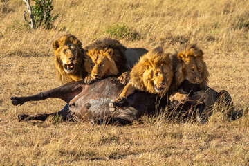 Four male lions feed on Cape buffalo