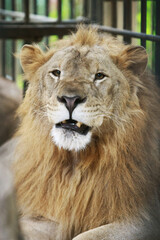 Obraz premium Lion in cages at the zoo , close up face