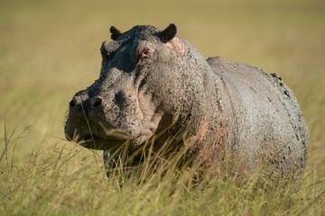 Hippo stands eyeing camera in tall grass