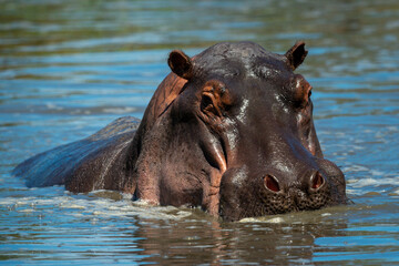 Hippo stands in hippo pool eyeing camera