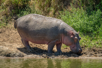Hippo stands on muddy bank of river