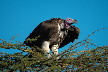 Lappet-faced vulture stands on thornbush in sun