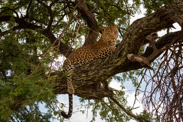 Fototapeta na wymiar Leopard lies in shade straddling lichen-covered branch