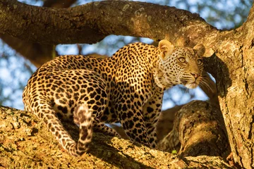 Photo sur Plexiglas Léopard Leopard sits on tree branch in sun