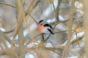 Forest birds live near the feeders in winter