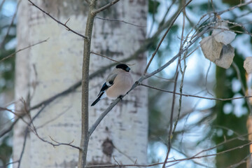 Forest birds live near the feeders in winter