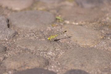 A small green Dragonfly laying down in a rock