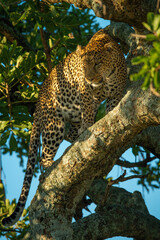 Fototapeta na wymiar Leopard walks along diagonal branch looking down