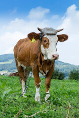 Fototapeta na wymiar krowa na pastwisku