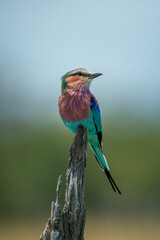Lilac-breasted roller on dead branch twisting head