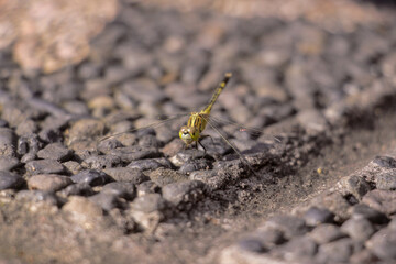 A small green Dragonfly laying down in a rock