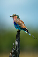 Lilac-breasted roller on dead stump facing left