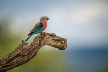 Lilac-breasted roller on log with bokeh background