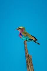 Lilac-breasted roller on stump against blue sky