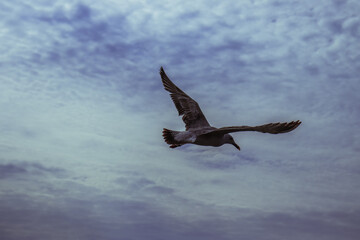 The albatross spread its wings against the sky.