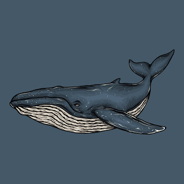 Hand drawing vintage blue whale vector illustration