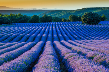 Fototapeta na wymiar Lavender fields in Brihuega Spain