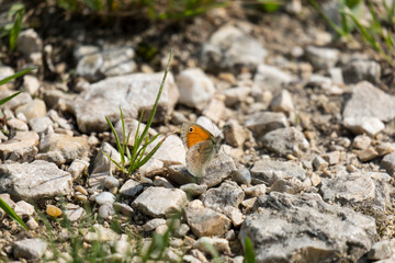Butterfly sitting on a stone on the ground