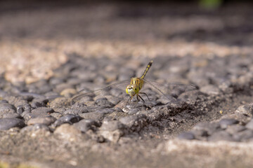 A small green Dragonfly laying down in a rock